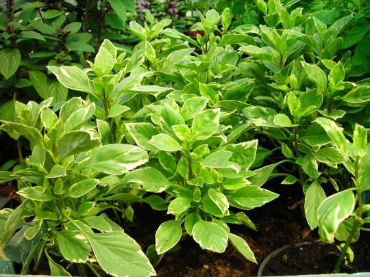 ZELIŠČA IN ZAČIMBE