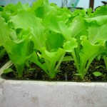 solata ljubljanska ledenka sadika