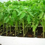 paradižnik volovsko srce sadika