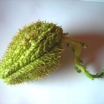 bučka čajota bodičasta sadika bučka čajota bodičasta sadika