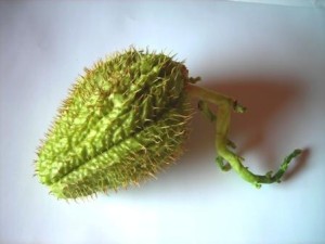 bučka čajota bodičasta sadika