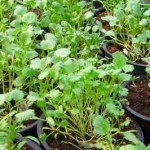 koriander sadika korander sadika