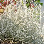 curry sadika curry sadika