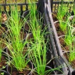 drobnjak sadika drobnjak mladi sadika