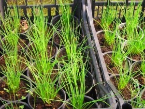 View Larger Image » drobnjak mladi sadika