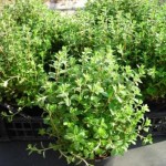 majaron sadika majaron