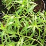 pehtran sadika pehtran