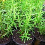 rozmarin-mladi sadika