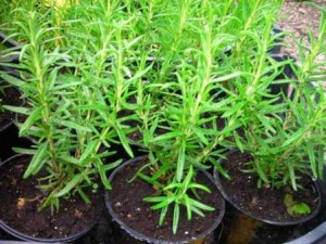 View Larger Image » rozmarin-mladi sadika