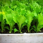 solata funly gentile sadika