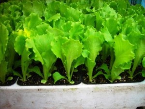 solata funly gentile sadika