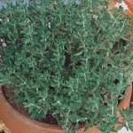 timijan navadni sadika