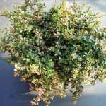 timijan citronski sadika