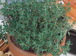 View Larger Image » timijan navadni sadika