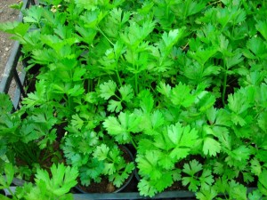 zelena gomoljna sadika