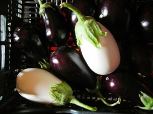 jajcevec-navadni-beli