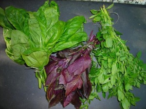 rdeca-navadna-drobnolistna-bazilika